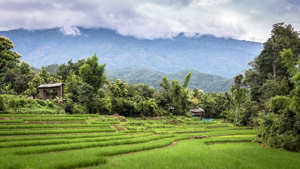 Green rice terraces and misty hills in northern Thailand
